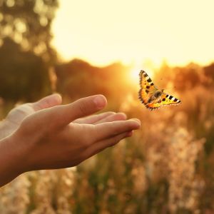 Butterfly Spiritual Meaning: Transformation, Hope, and Spiritual Messages