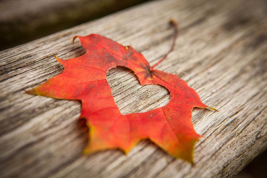 Leaf with a heart