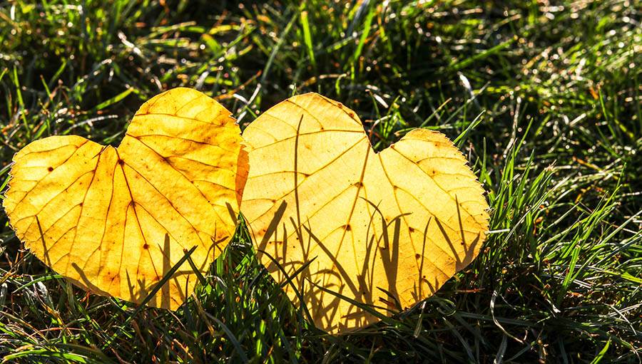 Leaves shaped like hearts