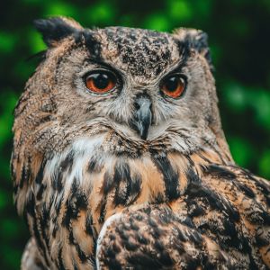 Owl Spiritual Meaning: Wisdom, Intuition, and Transformation