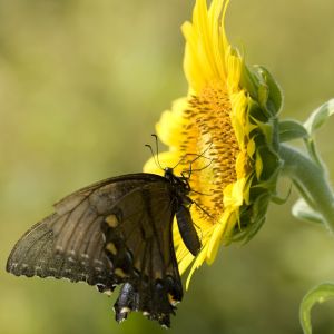 This dark-winged beauty brings a spiritual message. What is it telling you?
