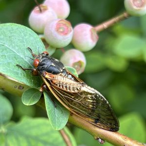 What does it mean to see a cicada or hear its distinctive song?
