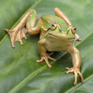 Discover the spiritual meaning behind an encounter with one of these lively amphibians.
